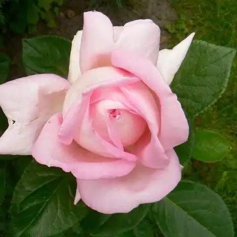 Trandafiri hibrizi Tea - Trandafiri - Myriam™ - 